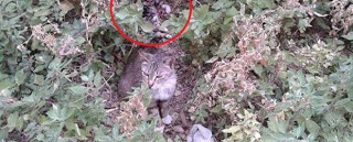 Κρήτη: Αποτρόπαιο θέαμα με… τεμαχισμένο γατάκι σε πολυκατοικία - Φωτογραφία 1