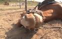 Το άλογο μας ΤΡΕΛΑΝΕ! Ξαπλώνει και κάνει ότι πέθανε όταν δεν θέλει να πάει βόλτα [video]