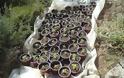 Κρήτη: Φυλούσαν γλαστράκια με κάνναβη σε δασώδη περιοχή στο Ρέθυμνο
