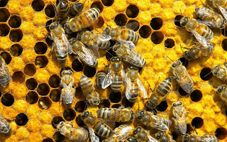Έχει τρελαθεί ο κόσμος: Επιστήμονας πληρώθηκε για να τον τσιμπήσουν οι μέλισσες στο... - Φωτογραφία 1