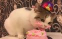 ΤΕΛΕΙΟ: Αυτό το γατάκι απολαμβάνει το κέικ γενεθλίων της και γίνεται viral!... [photos]