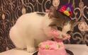ΤΕΛΕΙΟ: Αυτό το γατάκι απολαμβάνει το κέικ γενεθλίων της και γίνεται viral!... [photos] - Φωτογραφία 2