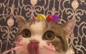 ΤΕΛΕΙΟ: Αυτό το γατάκι απολαμβάνει το κέικ γενεθλίων της και γίνεται viral!... [photos] - Φωτογραφία 3