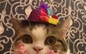 ΤΕΛΕΙΟ: Αυτό το γατάκι απολαμβάνει το κέικ γενεθλίων της και γίνεται viral!... [photos] - Φωτογραφία 5