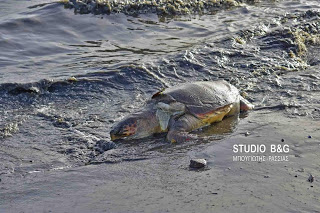 Ακόμα δυο χελώνες τραυματισμένες θανάσιμα στην παραλιακή Ναυπλίου Νέας Κιου [photos] - Φωτογραφία 1