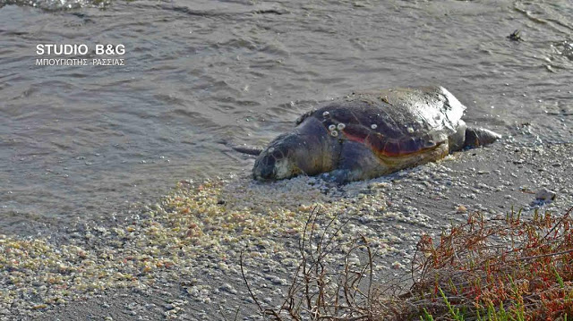 Ακόμα δυο χελώνες τραυματισμένες θανάσιμα στην παραλιακή Ναυπλίου Νέας Κιου [photos] - Φωτογραφία 2