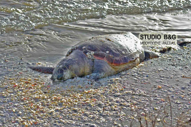 Ακόμα δυο χελώνες τραυματισμένες θανάσιμα στην παραλιακή Ναυπλίου Νέας Κιου [photos] - Φωτογραφία 3