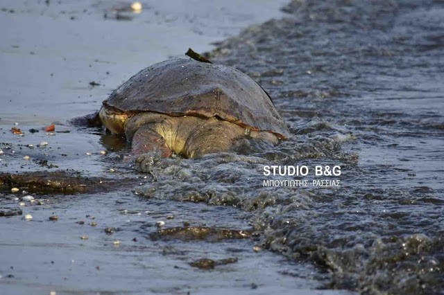 Ακόμα δυο χελώνες τραυματισμένες θανάσιμα στην παραλιακή Ναυπλίου Νέας Κιου [photos] - Φωτογραφία 4