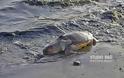 Ακόμα δυο χελώνες τραυματισμένες θανάσιμα στην παραλιακή Ναυπλίου Νέας Κιου [photos]