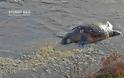 Ακόμα δυο χελώνες τραυματισμένες θανάσιμα στην παραλιακή Ναυπλίου Νέας Κιου [photos] - Φωτογραφία 2