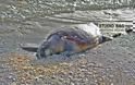Ακόμα δυο χελώνες τραυματισμένες θανάσιμα στην παραλιακή Ναυπλίου Νέας Κιου [photos] - Φωτογραφία 3