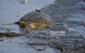 Ακόμα δυο χελώνες τραυματισμένες θανάσιμα στην παραλιακή Ναυπλίου Νέας Κιου [photos] - Φωτογραφία 4