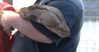Δείτε το...μεγαλύτερο φίδι στον κόσμο [video] - Φωτογραφία 1