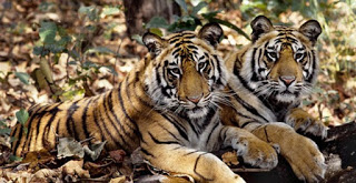 Δύο τίγρεις δραπέτευσαν από καταφύγιο στην Ολλανδία - Φωτογραφία 1