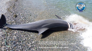 Δολοφονημένο από ανθρώπινο χέρι το δελφίνι που εκβράστηκε νεκρό σε παραλία του Πλαταμώνα - Φωτογραφία 1