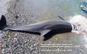 Δολοφονημένο από ανθρώπινο χέρι το δελφίνι που εκβράστηκε νεκρό σε παραλία του Πλαταμώνα