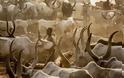 Φυλή που πλένεται με ούρα αγελάδας και αλείφεται με τέφρα [photos] - Φωτογραφία 6