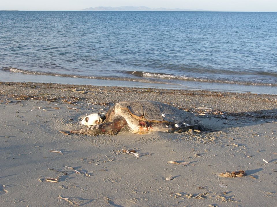 Νεκρή καρέτα-καρέτα στο Κέρος της Λήμνου - Φωτογραφία 3