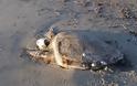 Νεκρή καρέτα-καρέτα στο Κέρος της Λήμνου - Φωτογραφία 1
