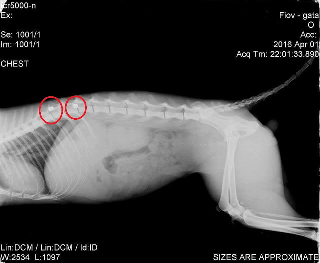 Υιοθέτησε τον γάτο που βρέθηκε παράλυτος πυροβολημένος 2 φορές με αεροβόλο στις Αλυκές Βόλου - Φωτογραφία 2