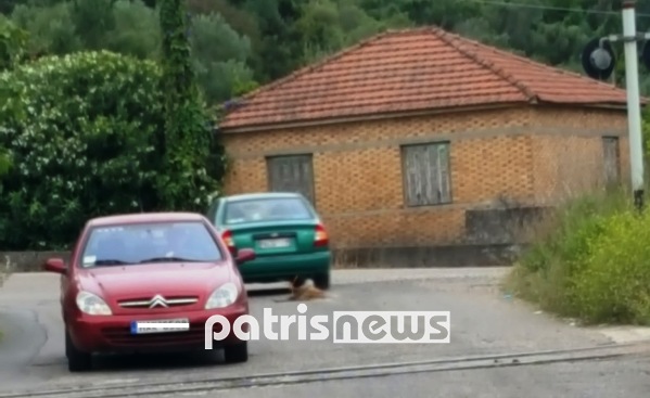 Πύργος: Έσερνε σκυλί με το ΙΧ στην Αλφειούσα! - Φωτογραφία 2