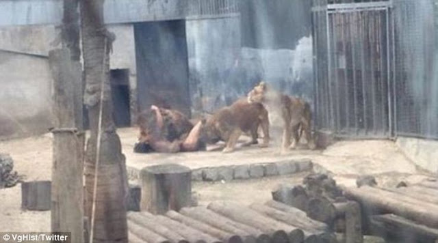 Προσπάθησε να αυτοκτονήσει πέφτοντας στα λιοντάρια - Φωτογραφία 1