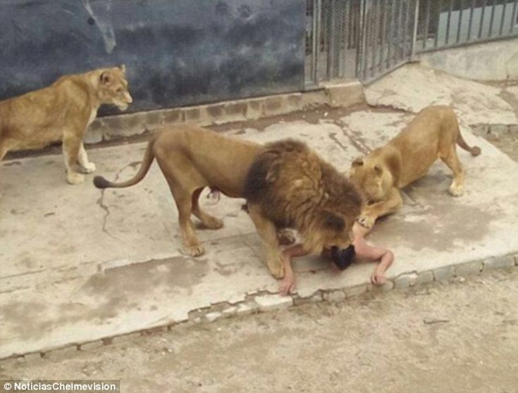 Προσπάθησε να αυτοκτονήσει πέφτοντας στα λιοντάρια - Φωτογραφία 2