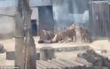 Προσπάθησε να αυτοκτονήσει πέφτοντας στα λιοντάρια - Φωτογραφία 1