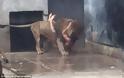 Προσπάθησε να αυτοκτονήσει πέφτοντας στα λιοντάρια - Φωτογραφία 3