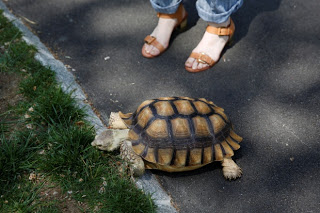 Η χελώνα που βγαίνει βόλτα με...καροτσάκι! [photos] - Φωτογραφία 1