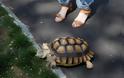 Η χελώνα που βγαίνει βόλτα με...καροτσάκι! [photos] - Φωτογραφία 1