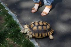Η χελώνα που βγαίνει βόλτα με...καροτσάκι! [photos]