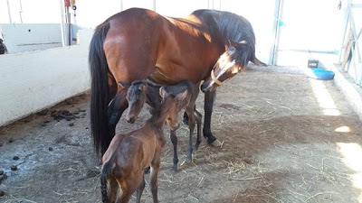 ΣΠΑΝΙΟ ΦΑΙΝΟΜΕΝΟ στη Λέσβο: Φοράδα γέννησε δίδυμα πουλάρια στους Λαμπου Μύλους [photos] - Φωτογραφία 3