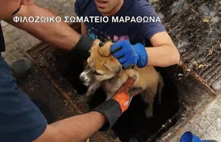 Φιλόζωοι και πυροσβέστες έσωσαν το κουτάβι που είχε εγκλωβιστεί σε φρεάτιο στον Μαραθώνα [video] - Φωτογραφία 1