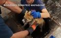Φιλόζωοι και πυροσβέστες έσωσαν το κουτάβι που είχε εγκλωβιστεί σε φρεάτιο στον Μαραθώνα [video]