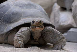 Χελώνα 80 χρονών γεννάει για πρώτη φορά! [photos] - Φωτογραφία 1