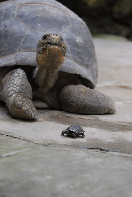 Χελώνα 80 χρονών γεννάει για πρώτη φορά! [photos] - Φωτογραφία 2