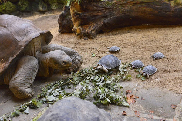 Χελώνα 80 χρονών γεννάει για πρώτη φορά! [photos] - Φωτογραφία 6