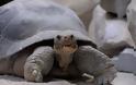 Χελώνα 80 χρονών γεννάει για πρώτη φορά! [photos]