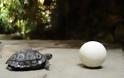 Χελώνα 80 χρονών γεννάει για πρώτη φορά! [photos] - Φωτογραφία 4