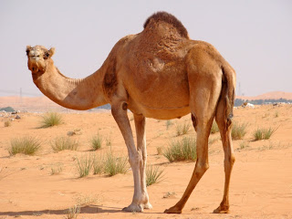 Καμήλα αποκεφάλισε τον ιδιοκτήτη της επειδή την άφησε δεμένη στη ζέστη! - Φωτογραφία 1