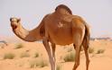 Καμήλα αποκεφάλισε τον ιδιοκτήτη της επειδή την άφησε δεμένη στη ζέστη!