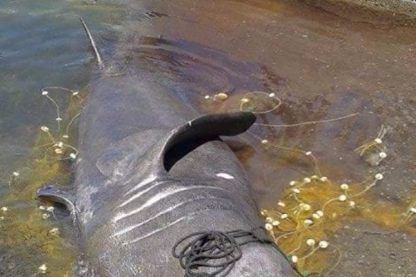 Πιάστηκε καρχαρίας 7,5 μέτρων στην Λέσβο! - Φωτογραφία 1