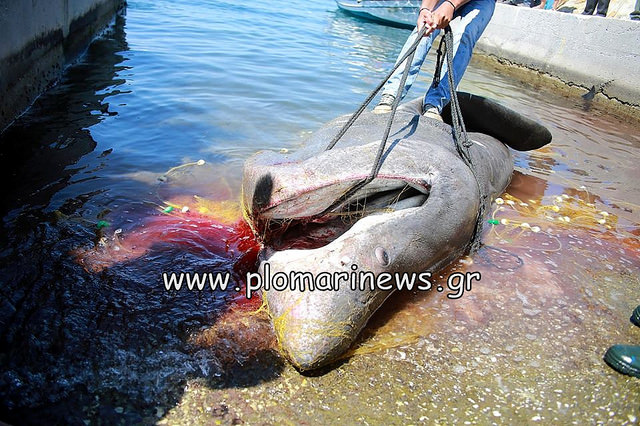 Πιάστηκε καρχαρίας 7,5 μέτρων στην Λέσβο! - Φωτογραφία 2