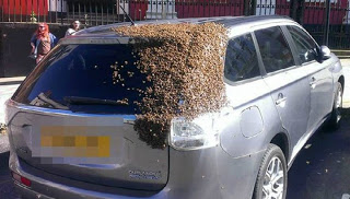 Χιλιάδες μέλισσες ακολουθούσαν αυτοκίνητο επί δύο μέρες γιατί μέσα είχε εγκλωβιστεί η βασίλισσά τους [φωτό] - Φωτογραφία 1