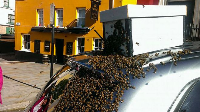 Χιλιάδες μέλισσες ακολουθούσαν αυτοκίνητο επί δύο μέρες γιατί μέσα είχε εγκλωβιστεί η βασίλισσά τους [φωτό] - Φωτογραφία 4