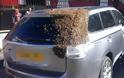Χιλιάδες μέλισσες ακολουθούσαν αυτοκίνητο επί δύο μέρες γιατί μέσα είχε εγκλωβιστεί η βασίλισσά τους [φωτό]