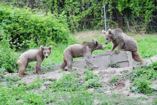 3 αρκουδάκια από τη Γεωργία και 5 λύκοι από την Αυστρία φιλοξενούνται στον ΑΡΚΤΟΥΡΟ - Φωτογραφία 1