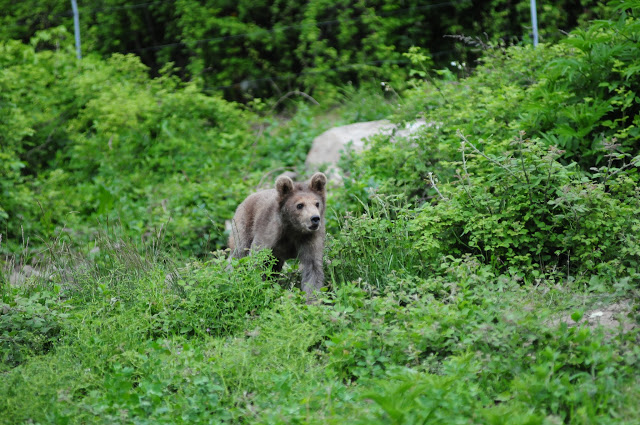 3 αρκουδάκια από τη Γεωργία και 5 λύκοι από την Αυστρία φιλοξενούνται στον ΑΡΚΤΟΥΡΟ - Φωτογραφία 3