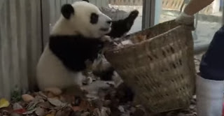 Καθαρίστρια επιχειρεί να καθαρίσει τον χώρο δύο Panda! [video] - Φωτογραφία 1